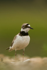 Little ringed plover, natural environment, shallow, close up, isolated,  Charadrius dubius