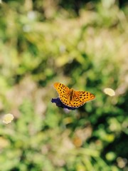 Butterfly in Norway