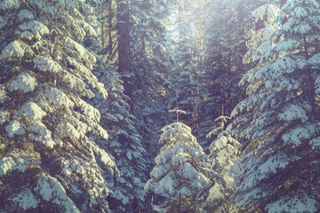 Winter forest