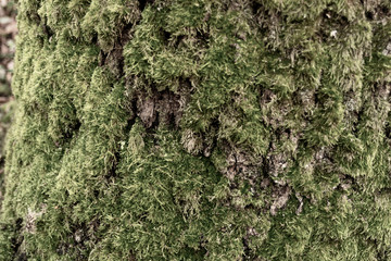 green moss on the tree