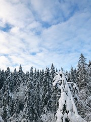 Norwegian winter