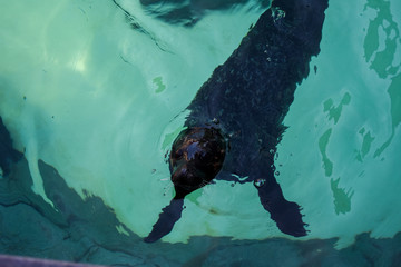 Sealion in blue water 