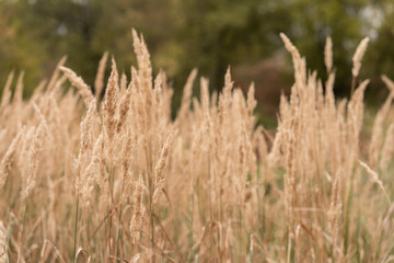Savannah grass field in sun backlight,Twinkle with sunlight at noon.