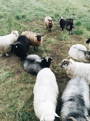 Norwegian sheeps