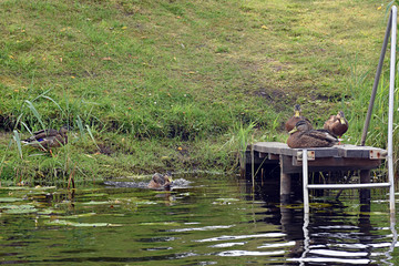 ducks in the river 