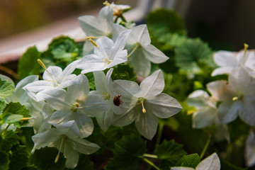 Beautiful Campanula isophylla flowers (Italian bellflower, star of Bethlehem, falling stars and trailing campanula)