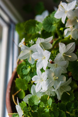 Beautiful Campanula isophylla flowers (Italian bellflower, star of Bethlehem, falling stars and trailing campanula)