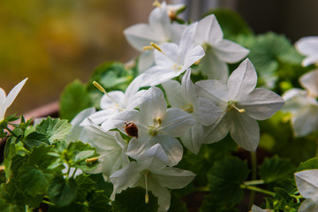 Beautiful Campanula isophylla flowers (Italian bellflower, star of Bethlehem, falling stars and trailing campanula)