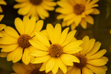 yellow flowers on a black background