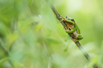 European green tree frog in the natural environment, close up, Hyla arboreaup, water, spring, 