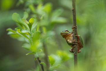 European green tree frog in the natural environment, close up, Hyla arboreaup, water, spring, 