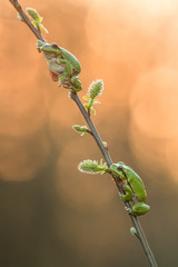 European green tree frog in the natural environment, close up, Hyla arboreaup, water, spring, 