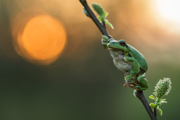 Obraz premium European green tree frog in the natural environment, close up, Hyla arboreaup, water, spring, 