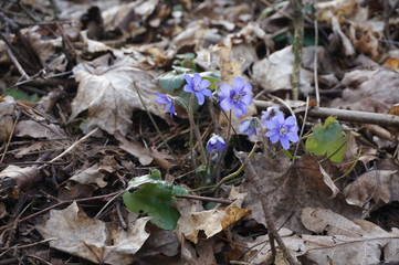 Blue violets in forest in spring