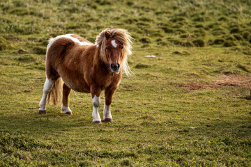 Naklejka na ściany i meble Blond maned Shetland pony at the Islands 