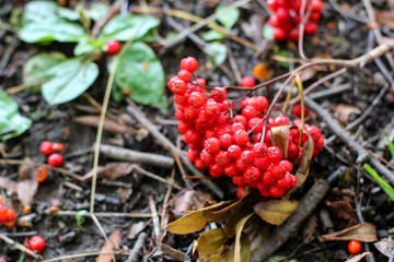 Red rowan berries on the ground in the forest