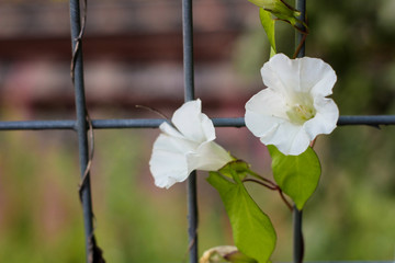 White petunias climbing on metal fence