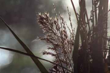 Closeup of a bouquet of different grasses