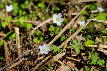 Wood anemone flowers growing in the forest