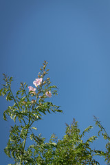 Pink flowers with blue sky
