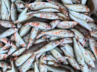A lot of fresh, small fish-mullet. Fishermen caught from the black sea, ready for sale on the market.