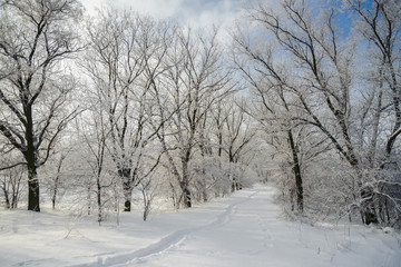 A path in the snow among forest trees