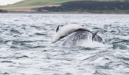 Fototapeta premium Jumping dolphins