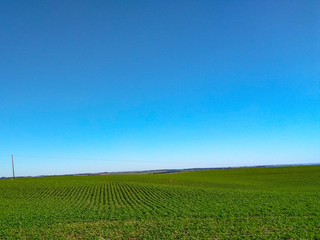 Fototapeta na wymiar green field of soybean plantation with blue sky