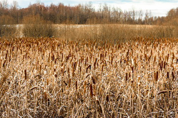 Typha angustifolia growing in the pond on autumn cloudy day
