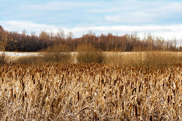Faded Typha latifolia. Typha is a genus of about 30 species of monocotyledonous flowering plants in the family Typhaceae © Aliaksei