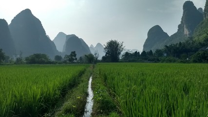 Guilin ricefields
