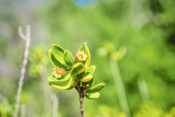 flower