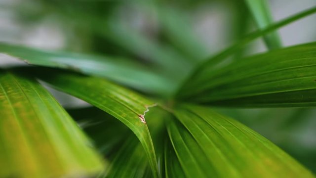 Fresh juicy leaves. Tropical green palm leaf with sun light. Abstract natural background with bokeh. Ecology summer and vacation concept. Nature of amazonian forests. Close-up of a palm leaf.