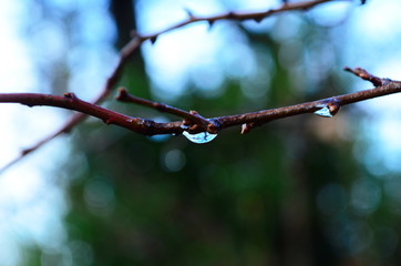 Dew on the brunch with buds among the plants. Drop of water on the bokeh background.