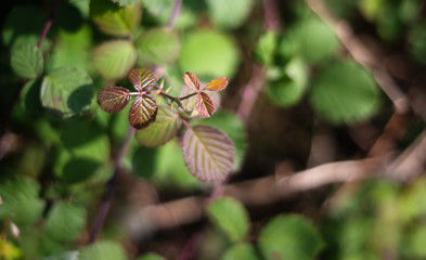 Newly opened leaves turning green. Close-up image of brown green leaves 