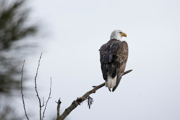 Eagle is perched on a branch.