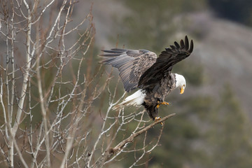 Obraz premium Eagle flapping wings to reposition itself.