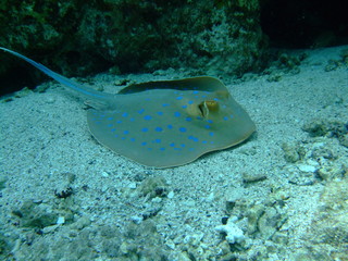 Blue-spotted stingray (Taeniura lymma), Marsa Alam, Egypt