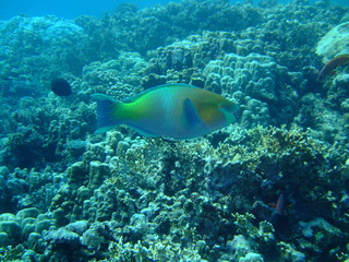 Naklejka na ściany i meble Unidentified parrotfish being cleaned by a cleaner wrasse, Red Sea, Marsa Alam, Egypt