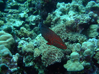 Coral grouper (Cephalopholis miniata) swimming, Marsa Alam, Egypt