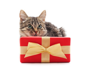 Gray kitten with a gift.