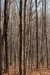 Obraz premium Dense tree trunks in winter forest