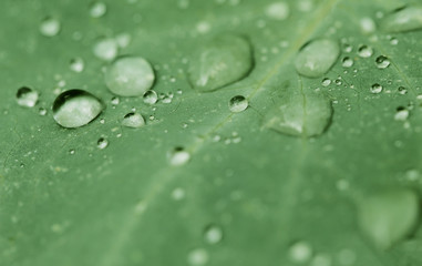 Drops of transparent rain water on a green leaf close up. Beautiful nature background.