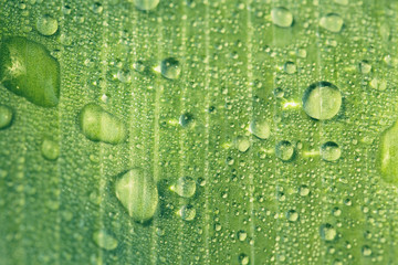 Drops of transparent rain water on a green leaf close up. Beautiful nature background.