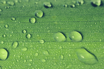 Drops of transparent rain water on a green leaf close up. Beautiful nature background.