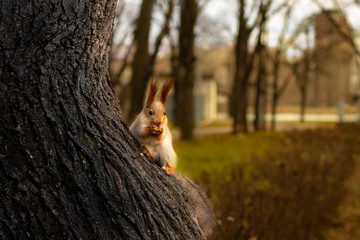 Squirrel. A squirrel in a winter fur coat sits on a tree and eats a nut. In the background are blurry autumn trees.