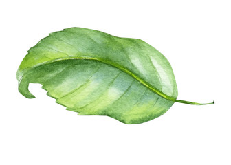 green rose leaf on an isolated white background, watercolor illustration, hand drawing, nature painting