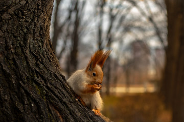 Squirrel. A squirrel in a winter fur coat sits on a tree and eats a nut. In the background are blurry autumn trees. Close-up.