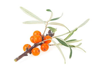 Sea buckthorn berries branch with leaves isolated on white background