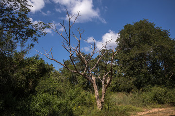 tree on the hill